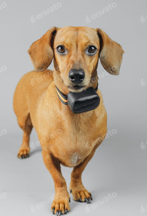 Preview: Dachshund wearing gps collar on grey background for tracking and smart pet technology concept
