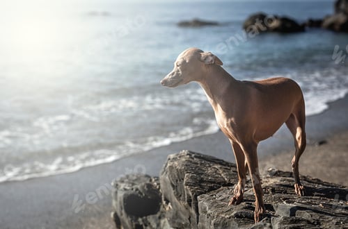 Preview: Little italian greyhound dog in the beach