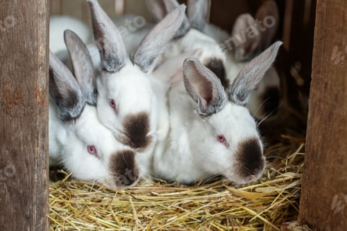 Preview: Many young white and black rabbits with their mother in cage. Life on farm.
