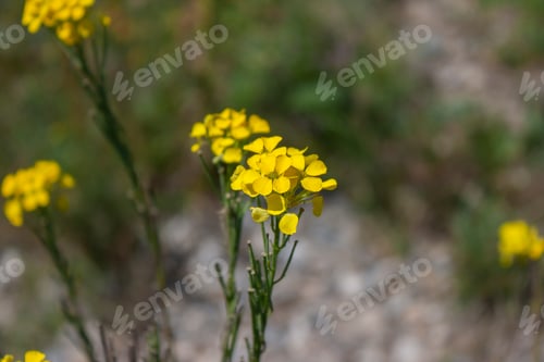 Preview: Erysimum sylvestre (Crantz) Scop. native range of this species is E. Alps