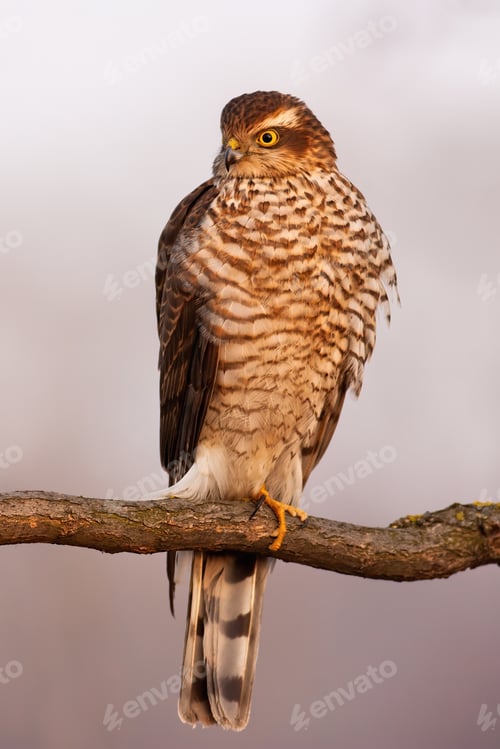 Preview: Eurasian sparrowhawk sitting on branch in autumn nature