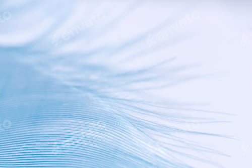 Preview: Macro shot of feathers, background with blue feather.