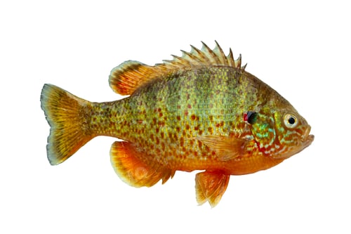 Preview: Fresh caught Pumpkinseed Sunfish isolated on a white background