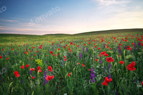 Preview: Spring meadow.