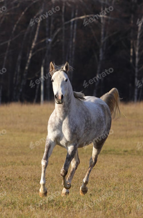 Preview: arabian, horse, mare, stallion, riding