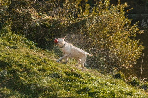 Preview: golden retriever with apple in mouth shaking itself dry on grass in park