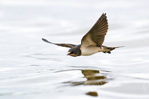 Preview: Barn swallow (Hirundo rustica)