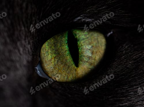 Preview: Close-up of a domestic cat's eye featuring bright, vibrant yellow and green hues
