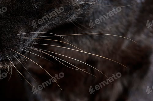 Preview: Close-up on the whiskers of a black leopard, big cat