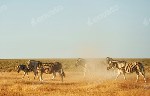 Preview: Zebras in the wildlife at daytime