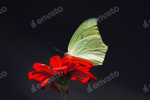 Preview: Butterflies and moths gracefully pollinate flowers