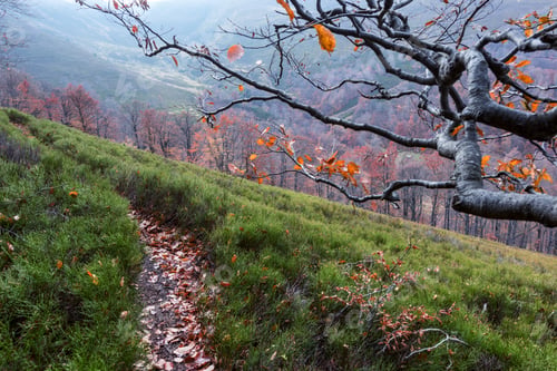 Preview: autumn
