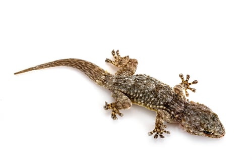 Preview: Gecko in studio