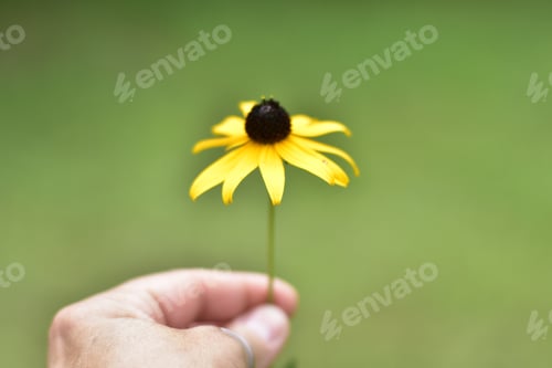 Preview: Hand and a yellow flower on a green background
