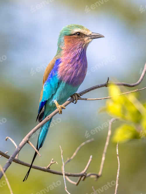 Preview: Lilac breasted roller in bush