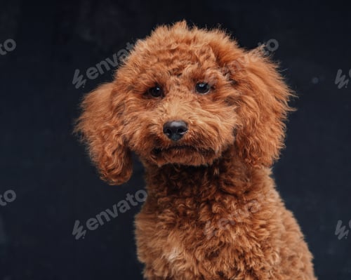 Preview: Fluffy miniature poodle with orange fur against dark background
