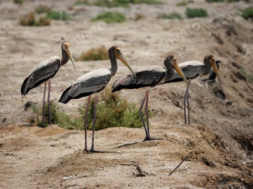 Preview: Flock of storks perched on a sandy beach on a sunny day