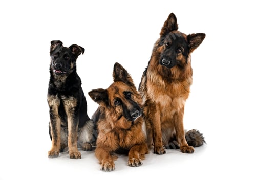 Preview: german shepherds in studio