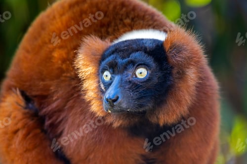 Preview: The red ruffed lemur (Varecia rubra) closeup portrait