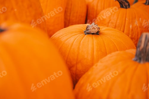 Preview: Large orange pumpkin at farmers market at pumpkin patch