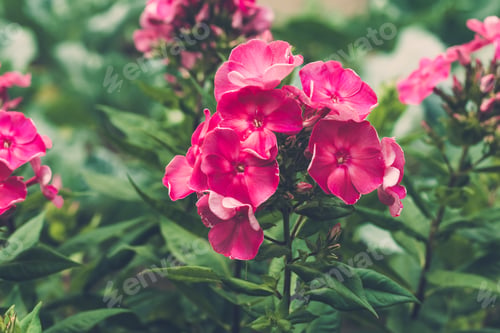 Preview: Bush of pink Phlox paniculata flowers in the green garden. Botanical pattern. Flowering branch