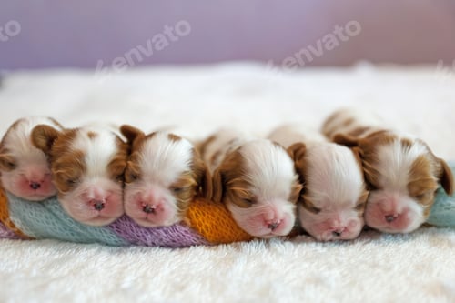 Preview: Little Newborn dogs puppies on a white background.