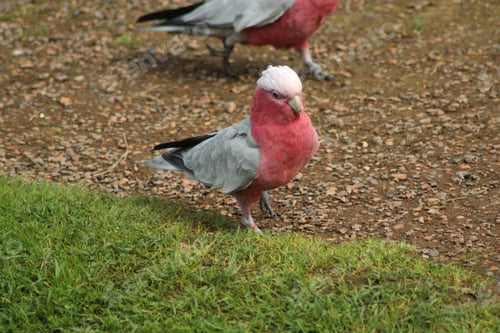 Preview: bird, cockatoo galah, parrot, pet