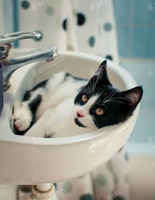 Preview: Kitten Resting Comfortably in a White Bathroom Sink