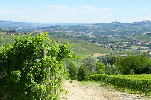Preview: Green vineyards and vine plants in a sunny day in Italy