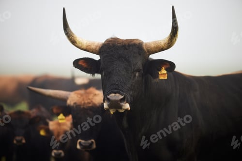 Preview: Cows in the fog in Bavaria Germany