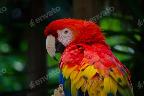 Preview: bird, parrot, Scarlet, Macaw