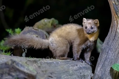 Preview: Pine marten on trunk in forest at night