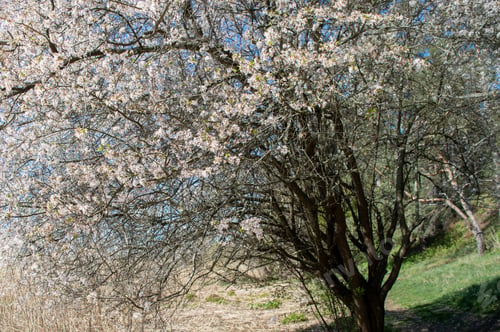 Aperçu: Caucasian olum tree in bloom growing inthe wild in spring