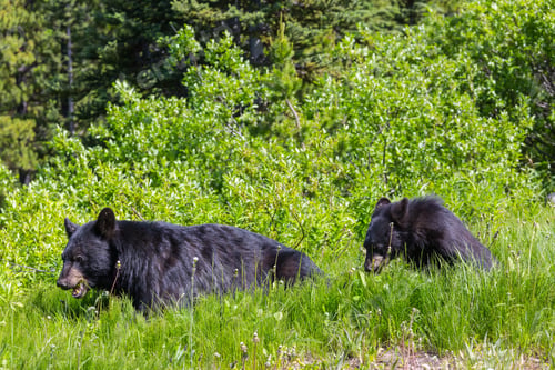 Preview: Black bear