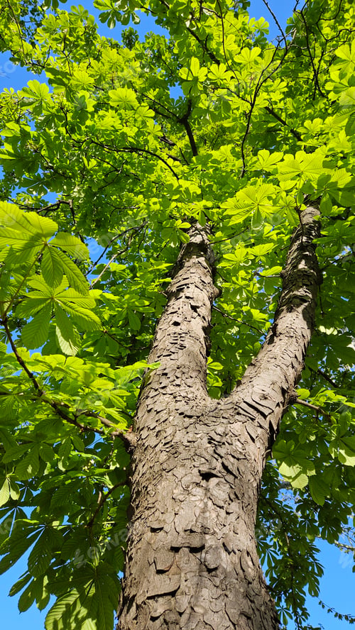 Preview: Large chestnut tree with fresh bright green foliage, bottom to top view