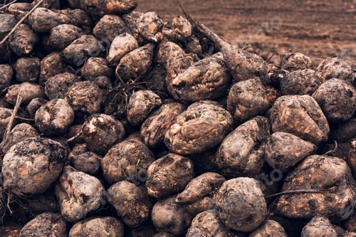 Preview: Sugar beet harvest