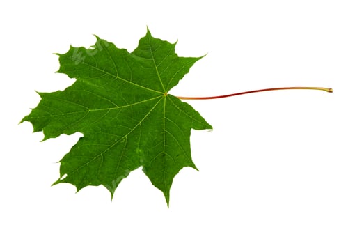 Preview: Maple leaf on a white background