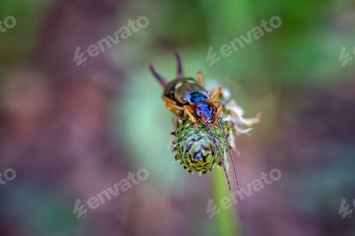 Preview: earwig