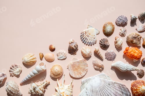Preview: Collection of various sea shells arranged on pastel background.