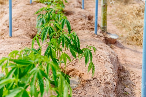 Preview: Hemp agriculture plant farm sativa bleed. Marijuana Herbal green tree nursery in green house.