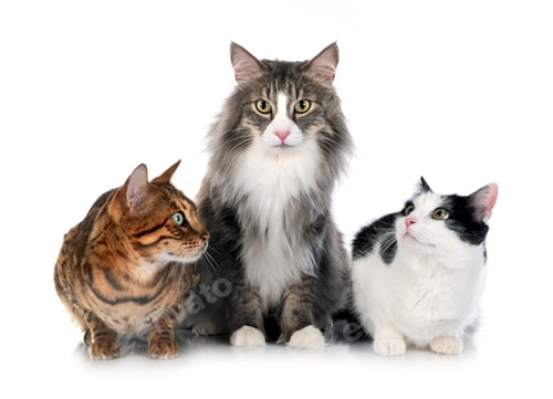 Preview: group of cats