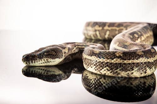 Vista previa: Royal Python, o Ball Python (Python regius)