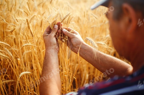 Preview: Wheat sprouts in a farmer's hand.Farmer Walking Through Field Checking Wheat Crop