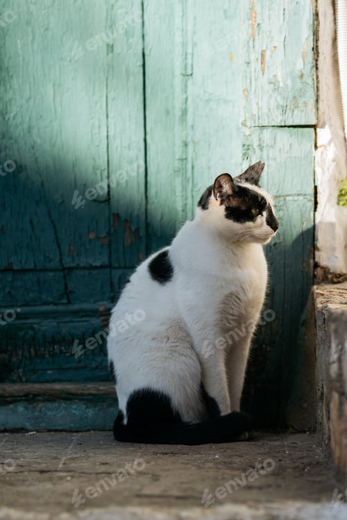Preview: Cat Sitting by a Green Door. A black and white cat sitting by an old green door on a sunny day.