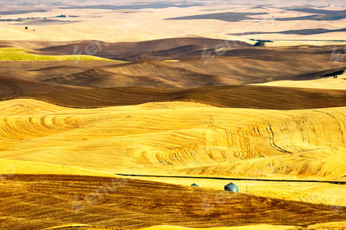 Preview: Beautiful view of a wheat farmland with a rolling hill surface in Palouse