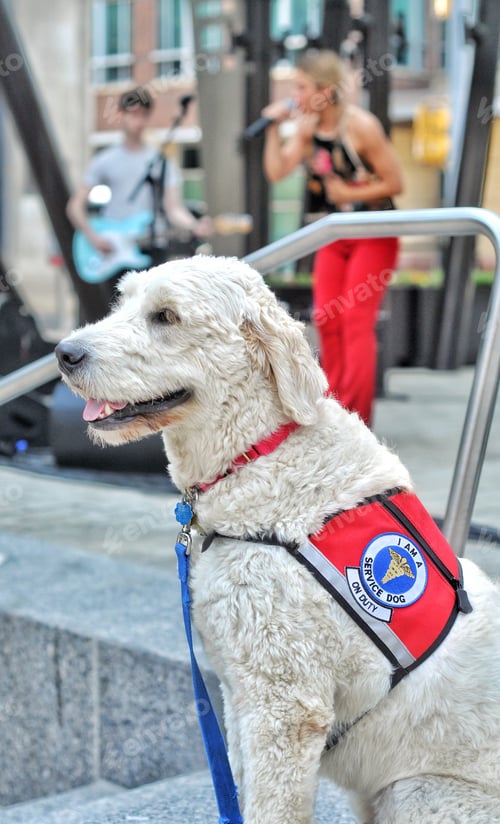 Preview: Service Dog at Local Outdoor
Summer Concert Serves and Protects!
NOMINATED🙏🌹🙏