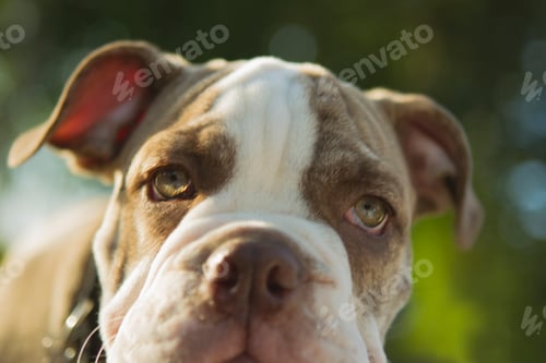 Preview: Close up of Olde English Bulldog puppy