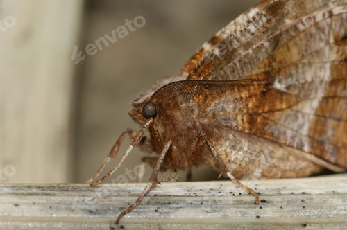Preview: a close-up of a Early Thorn moth on top of wood plank