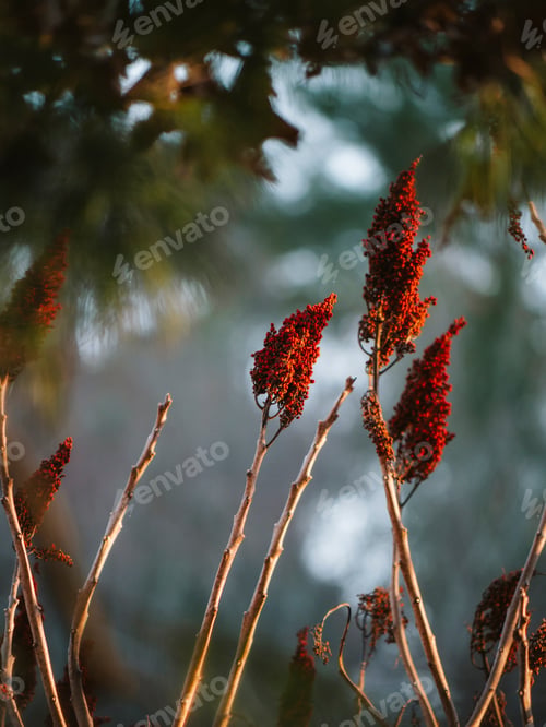 Preview: small, flowery plants in front of the water at sunset