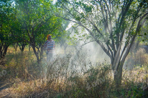 Preview: Indian farmer spraying fertilizer on orange tree at orange field.